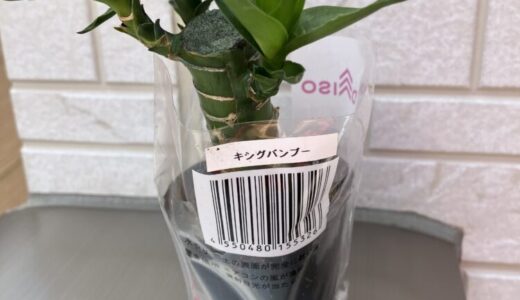 まずは100均の観葉植物でグリーンデビュー！